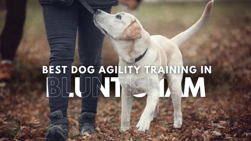 Best Dog Agility Training in Bluntisham