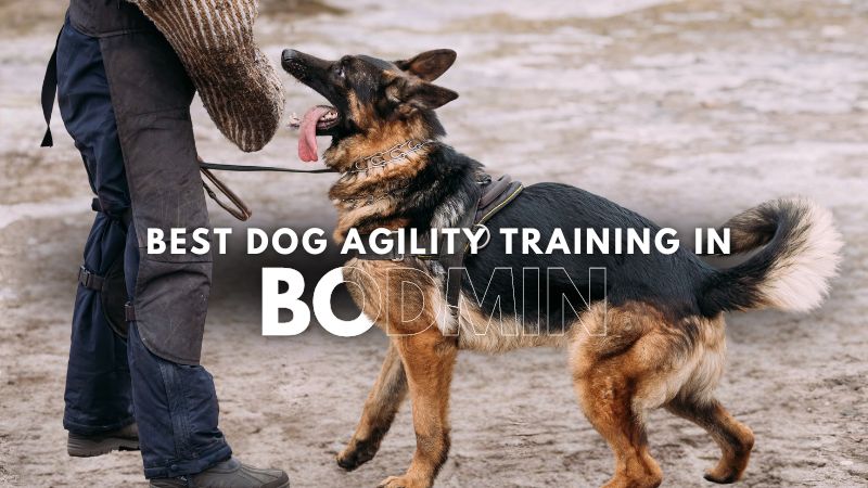 Best Dog Agility Training in Bodmin