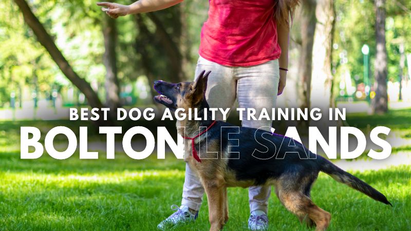 Best Dog Agility Training in Bolton Le Sands