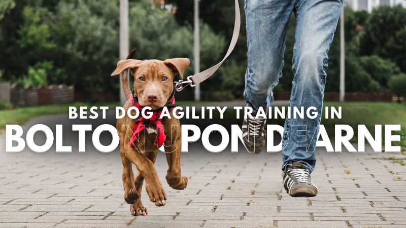 Best Dog Agility Training in Bolton Upon Dearne