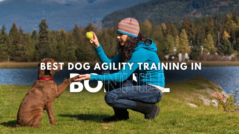 Best Dog Agility Training in Bonhill