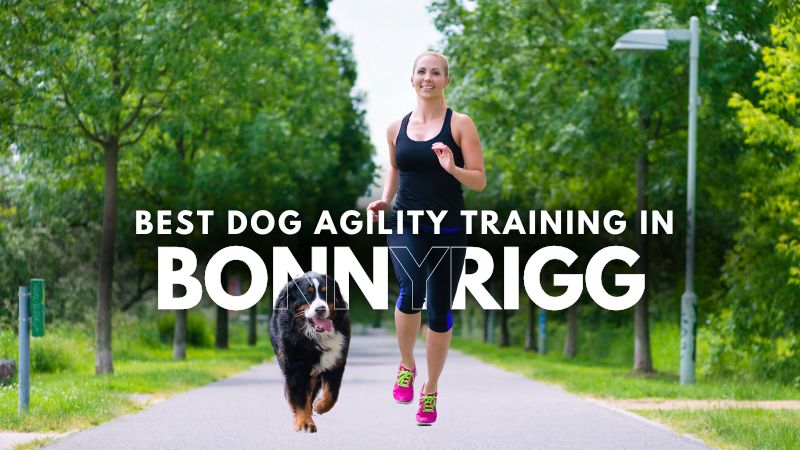 Best Dog Agility Training in Bonnyrigg