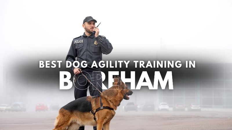 Best Dog Agility Training in Boreham