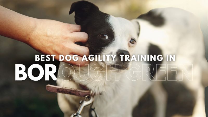 Best Dog Agility Training in Borough Green