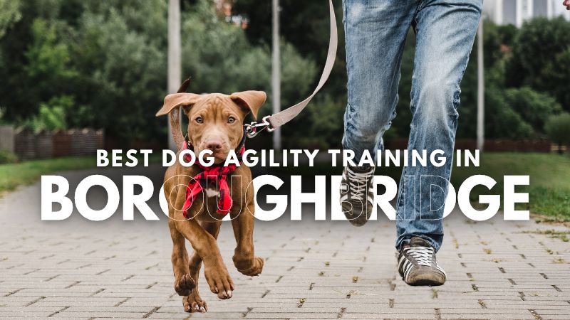 Best Dog Agility Training in Boroughbridge