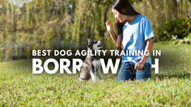 Best Dog Agility Training in Borrowash