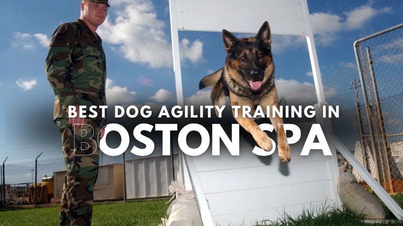 Best Dog Agility Training in Boston Spa