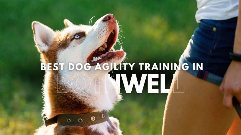 Best Dog Agility Training in Bothwell