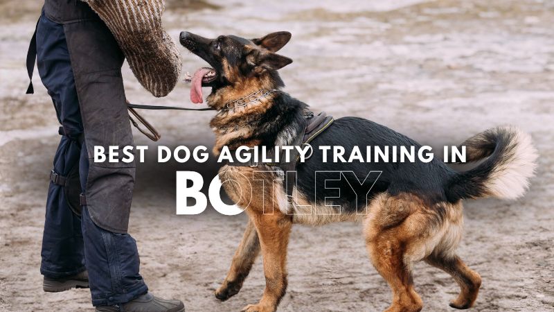 Best Dog Agility Training in Botley