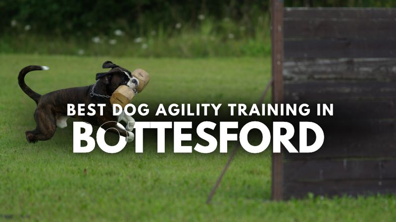 Best Dog Agility Training in Bottesford