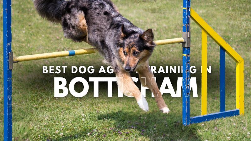 Best Dog Agility Training in Bottisham