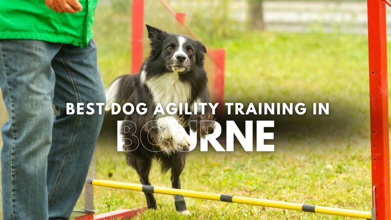 Best Dog Agility Training in Bourne