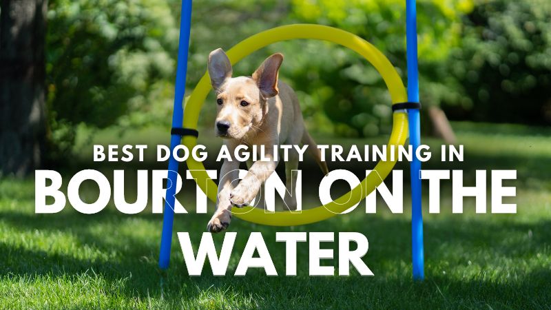 Best Dog Agility Training in Bourton On The Water