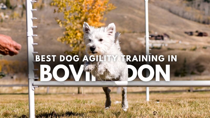 Best Dog Agility Training in Bovingdon