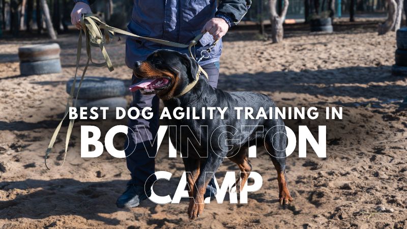 Best Dog Agility Training in Bovington Camp