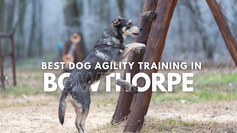 Best Dog Agility Training in Bowthorpe