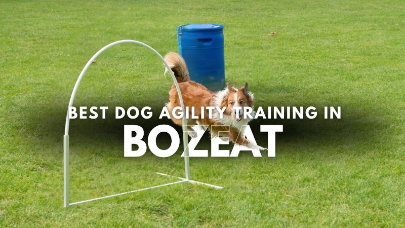 Best Dog Agility Training in Bozeat