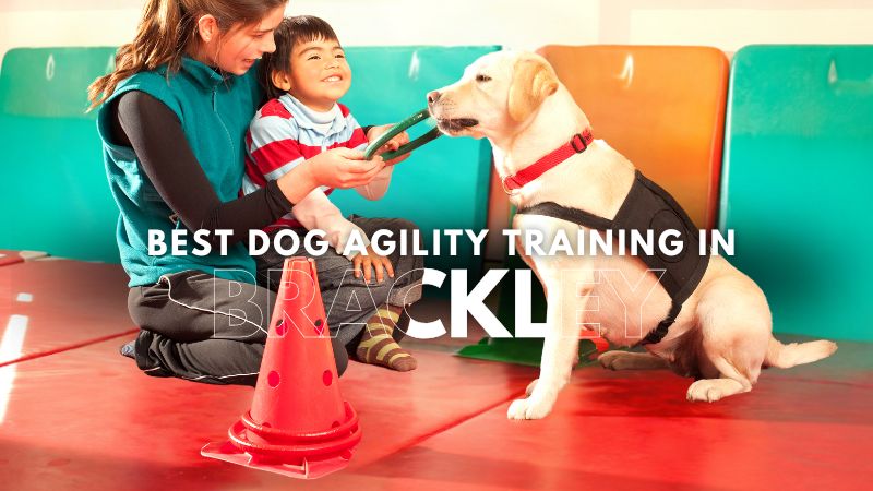 Best Dog Agility Training in Brackley