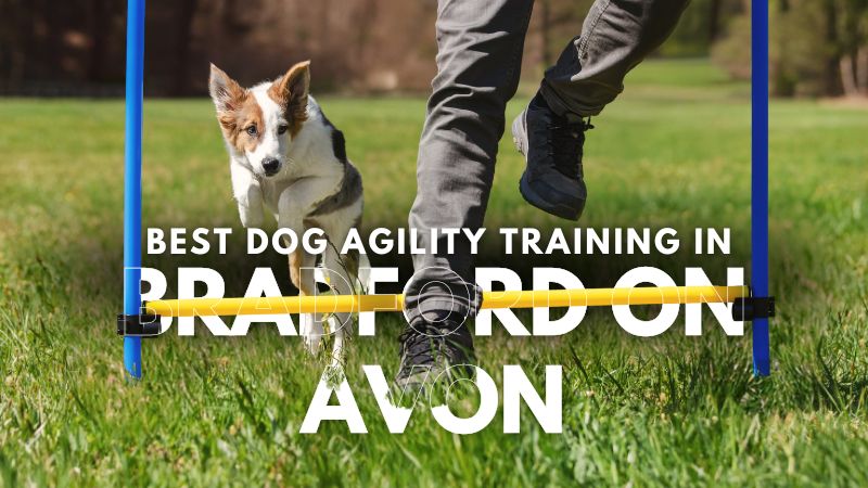 Best Dog Agility Training in Bradford On Avon