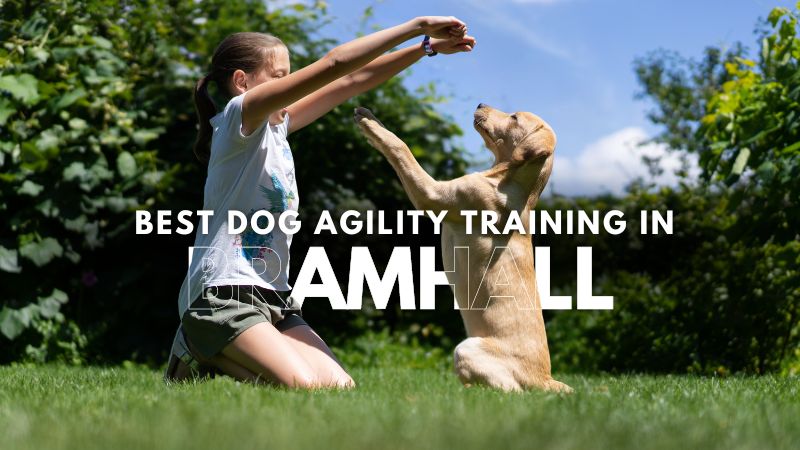 Best Dog Agility Training in Bramhall