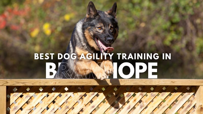 Best Dog Agility Training in Bramhope