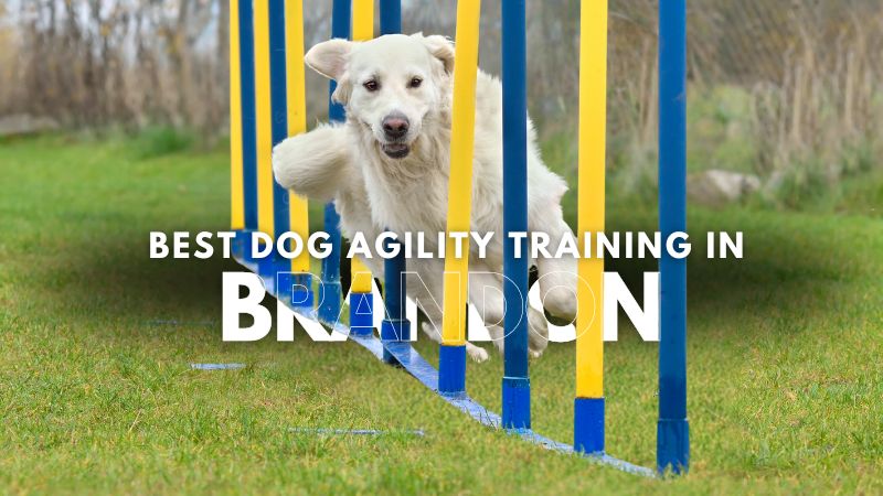 Best Dog Agility Training in Brandon