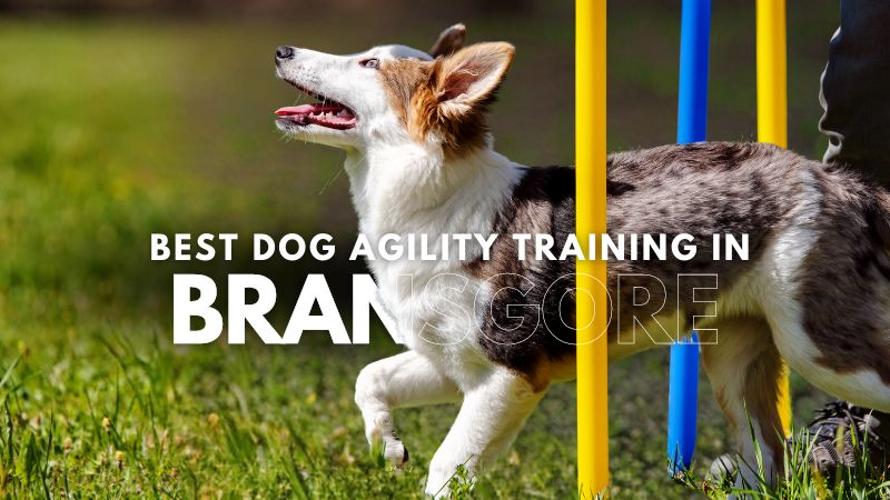 Best Dog Agility Training in Bransgore