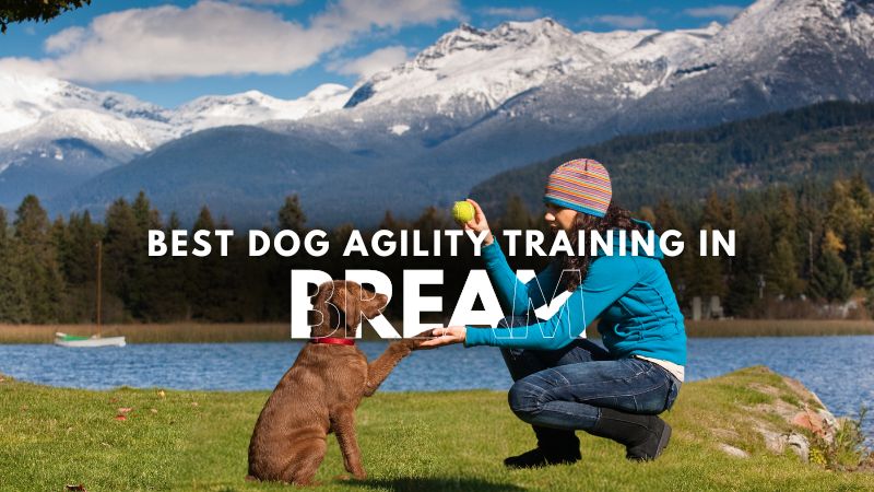 Best Dog Agility Training in Bream