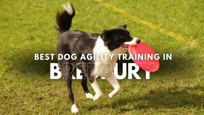 Best Dog Agility Training in Bredbury