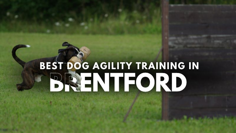 Best Dog Agility Training in Brentford