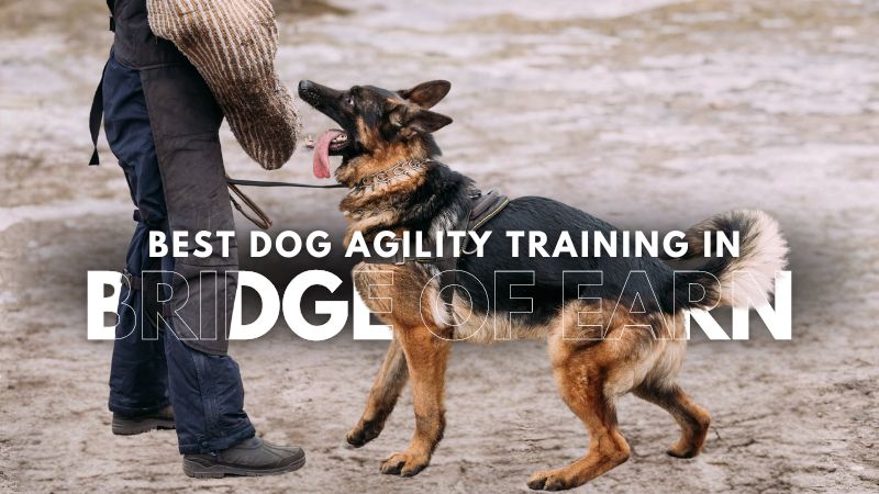 Best Dog Agility Training in Bridge Of Earn