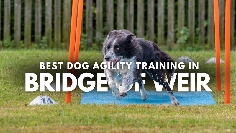 Best Dog Agility Training in Bridge Of Weir