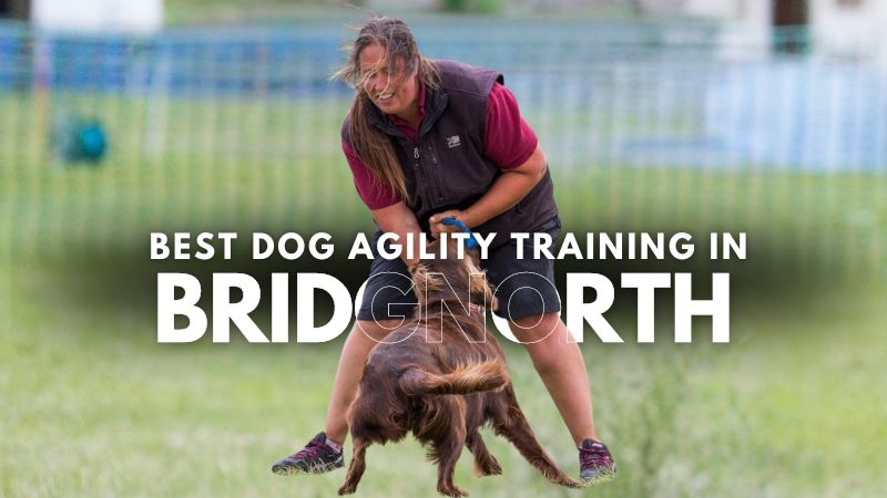 Best Dog Agility Training in Bridgnorth