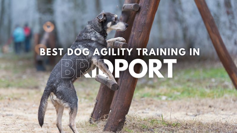 Best Dog Agility Training in Bridport