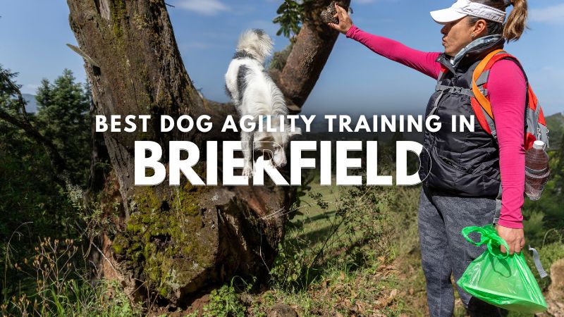 Best Dog Agility Training in Brierfield