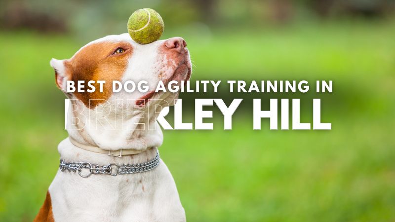 Best Dog Agility Training in Brierley Hill