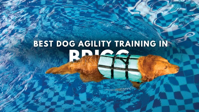 Best Dog Agility Training in Brigg