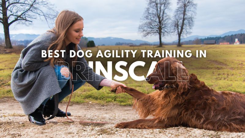 Best Dog Agility Training in Brinscall