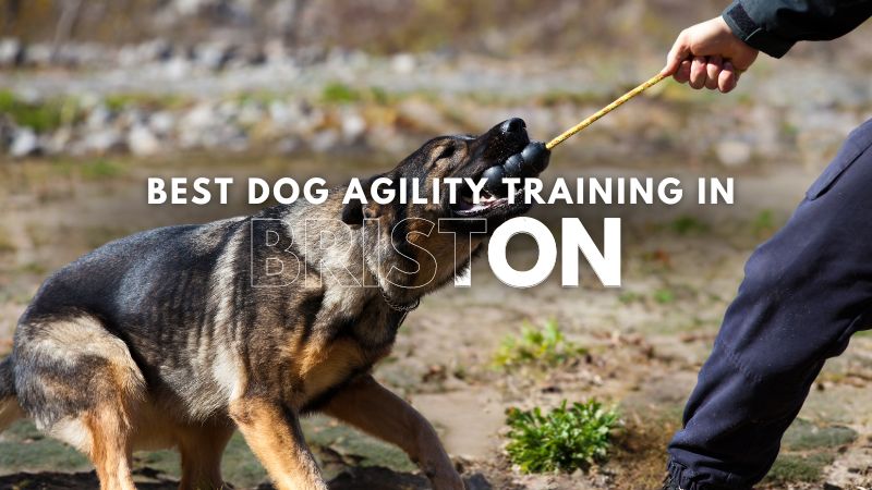 Best Dog Agility Training in Briston