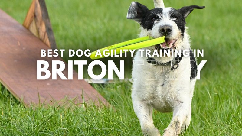 Best Dog Agility Training in Briton Ferry