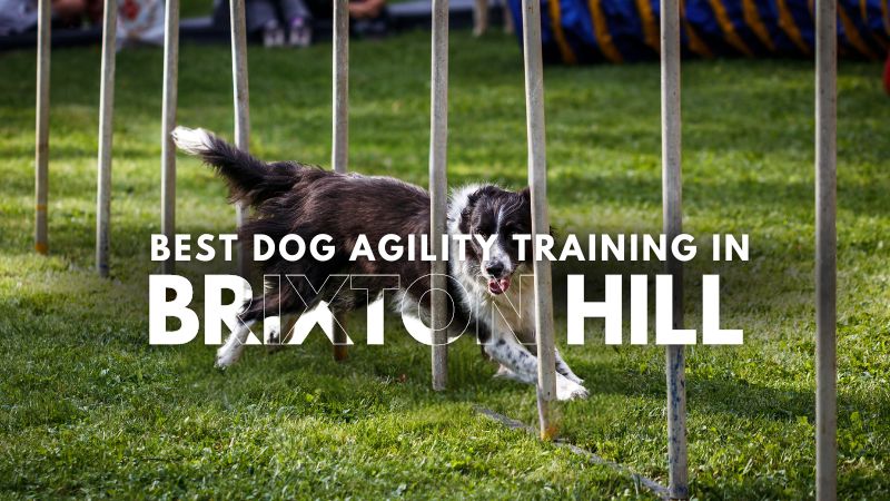 Best Dog Agility Training in Brixton Hill