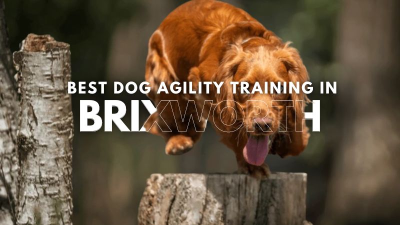 Best Dog Agility Training in Brixworth