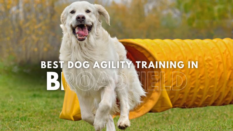 Best Dog Agility Training in Broadfield