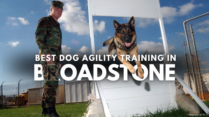 Best Dog Agility Training in Broadstone