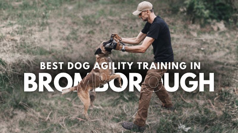 Best Dog Agility Training in Bromborough