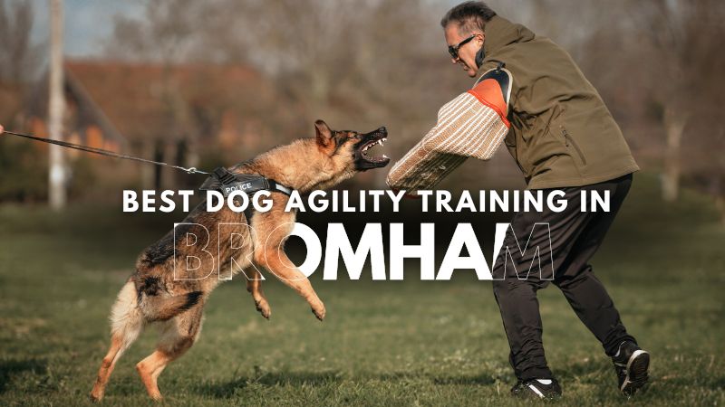 Best Dog Agility Training in Bromham