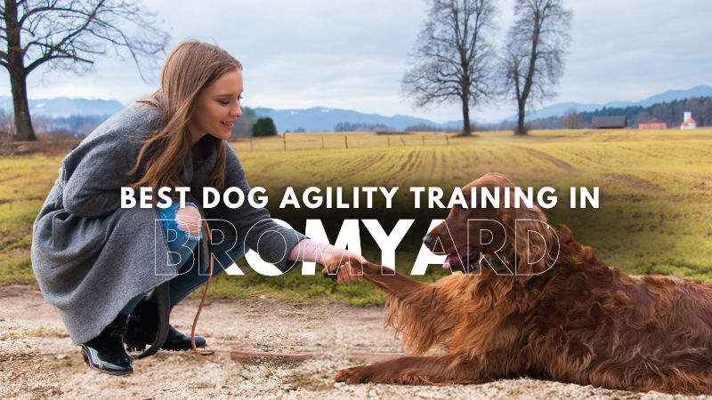 Best Dog Agility Training in Bromyard