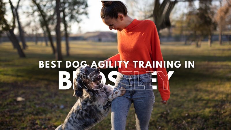 Best Dog Agility Training in Broseley