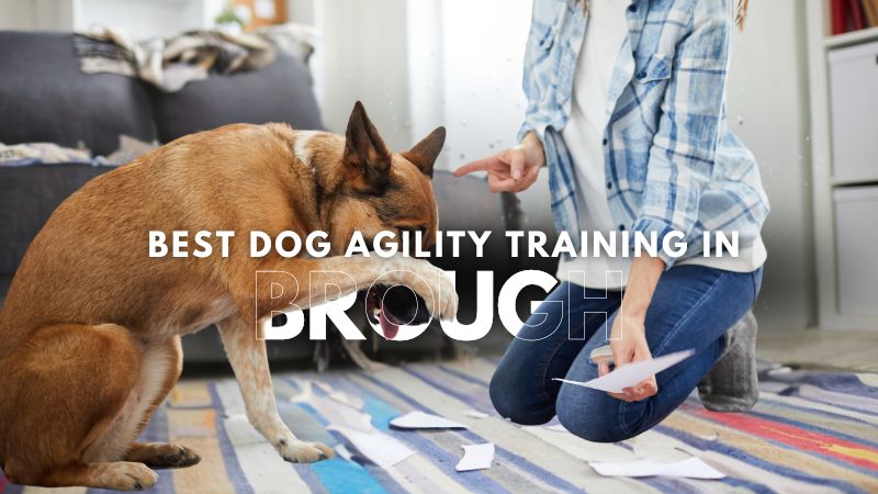 Best Dog Agility Training in Brough