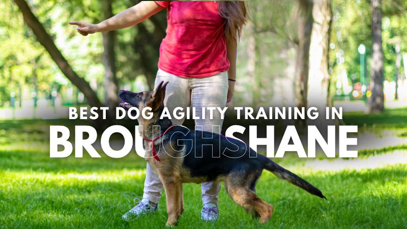 Best Dog Agility Training in Broughshane